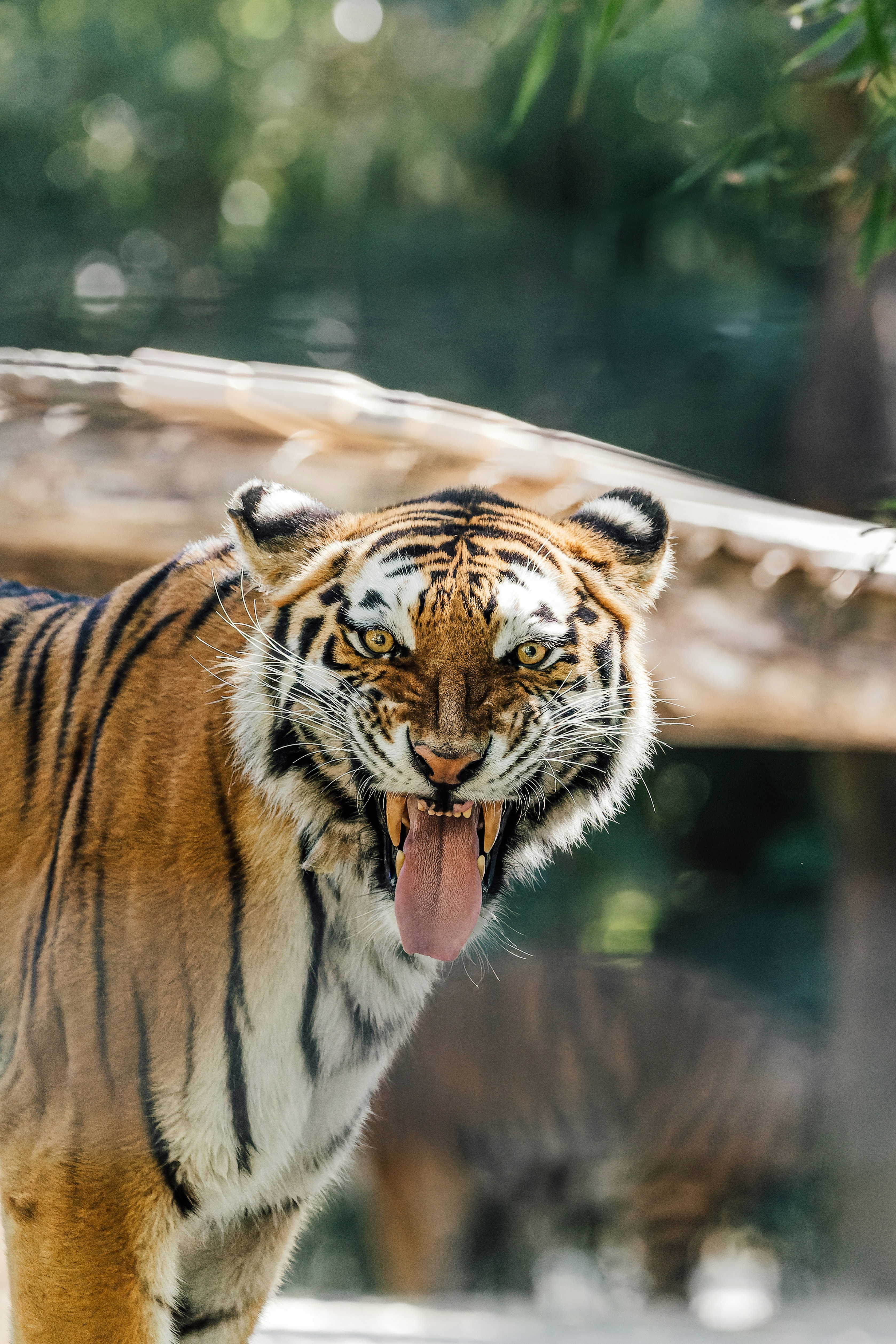 Close-up of a tiger with mouth open, tongue out, showing sharp fangs against a blurred green background.