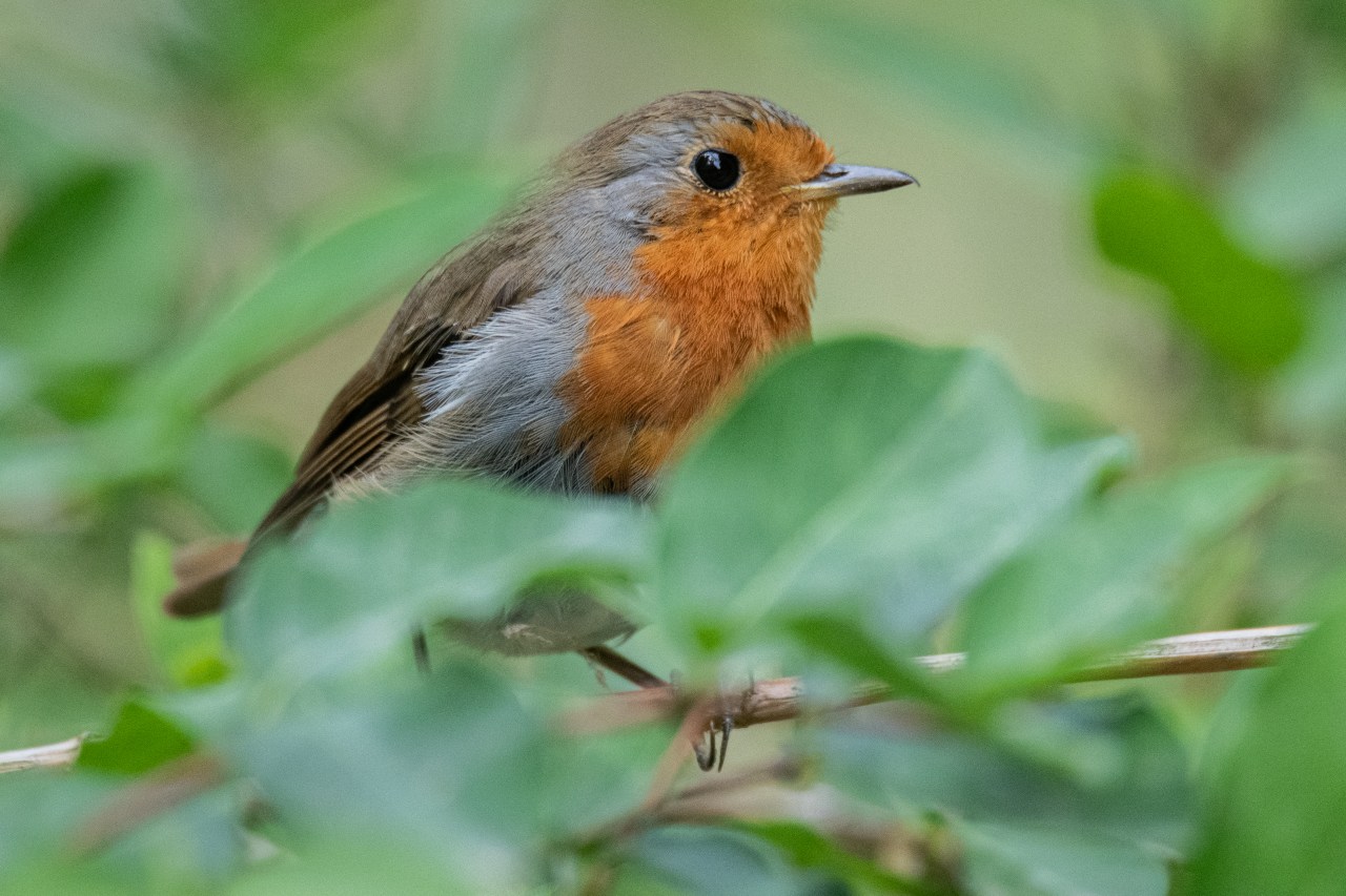 A wild European Robin perched among greenery in Vincennes Woods, Paris